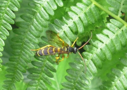 Réf. 194 368 : Metopius sp.
