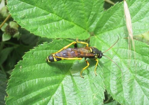 Metopius sp.