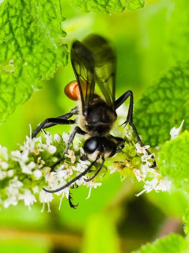 Sphex funerarius