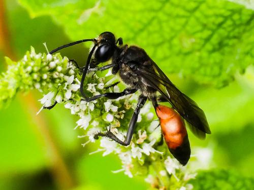 Sphex funerarius