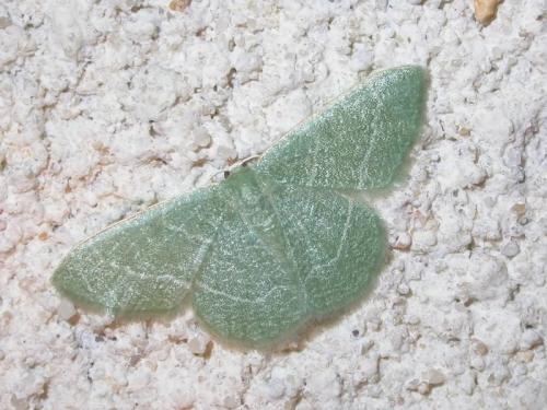 Réf. 194 516 : Phaiogramma etruscaria
