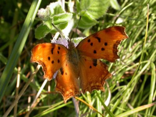 Polygonia egea