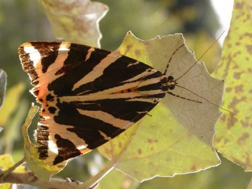 Réf. 194 441 : Euplagia quadripunctaria