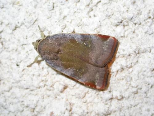 Noctua (janthe-janthina)