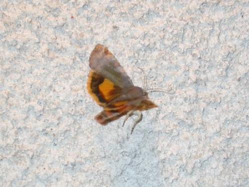 Noctua (janthe-janthina)