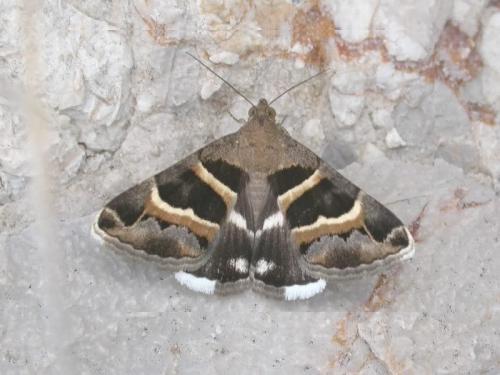 Réf. 194 620 : Grammodes stolida