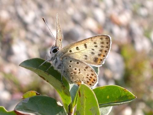 Réf. 194 514 : Lycaena tityrus