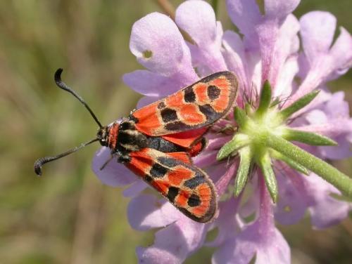 Réf. 194 439 : Zygaena fausta
