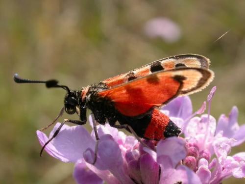 Réf. 194 440 : Zygaena fausta