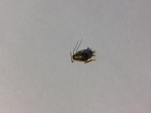 Ectobius sp.