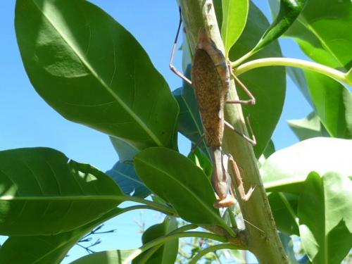 Sphodromantis viridis