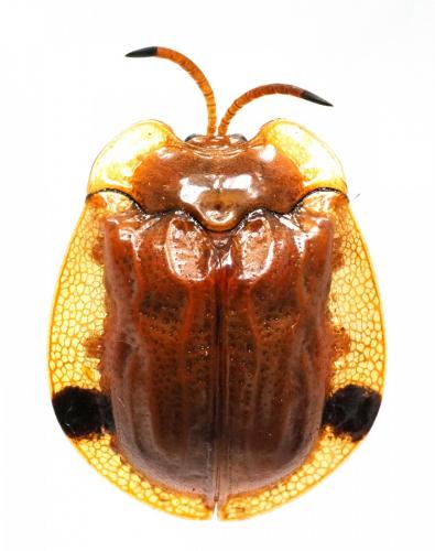 Réf. 194 030 : Basiprionota bimaculata