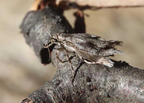 Diurnea lipsiella