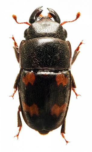 Glischrochilus sp.