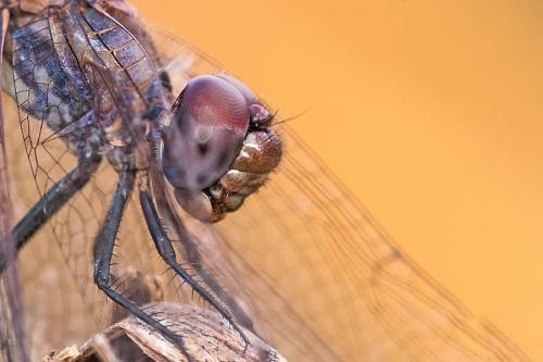Trithemis annulata