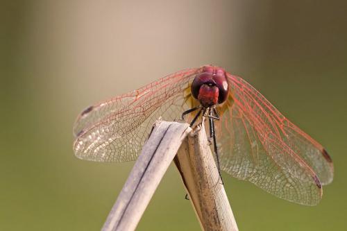 Trithemis annulata