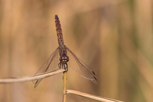 Réf. 194 538 : Trithemis annulata