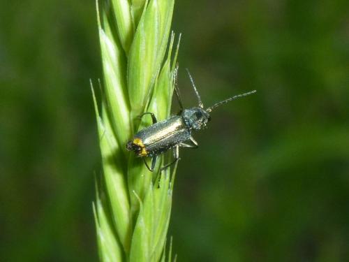 Réf. 194 678 : Clanoptilus elegans