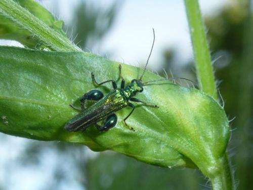 Oedemera nobilis