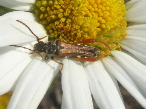 Stenopterus rufus