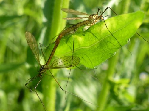 Nephrotoma flavescens