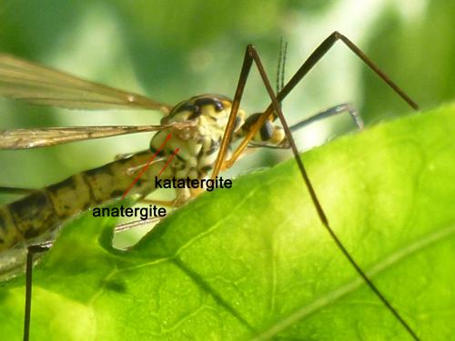 Nephrotoma flavescens