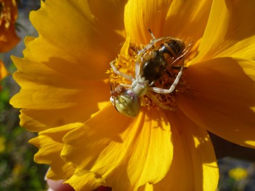Eristalis tenax