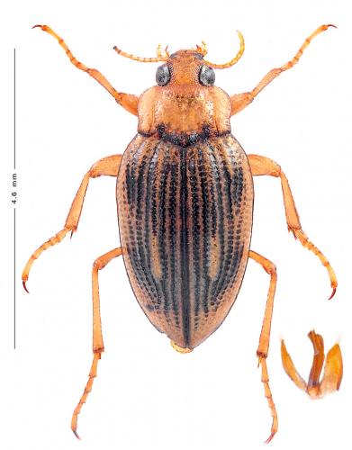 Brychius elevatus