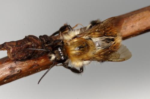Bombus pascuorum