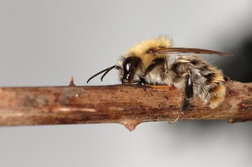 Bombus pascuorum