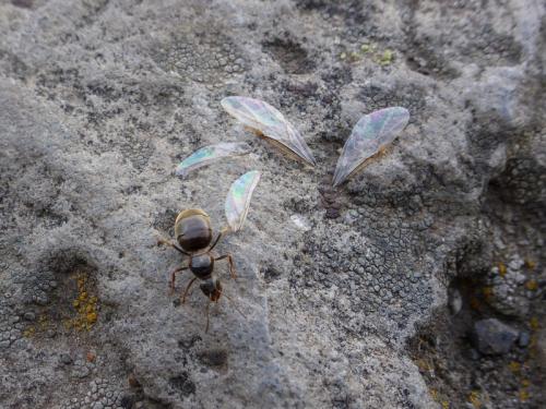 Réf. 194 208 : Lasius sp.