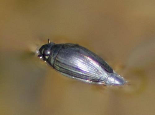 Réf. 194 642 : Gyrinus sp.