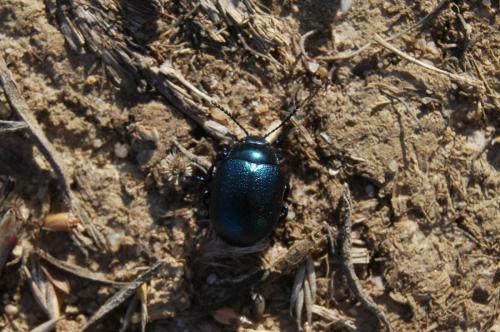Chrysolina fuliginosa