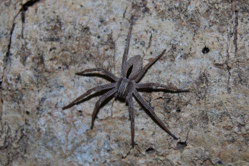 Thanatus sp.