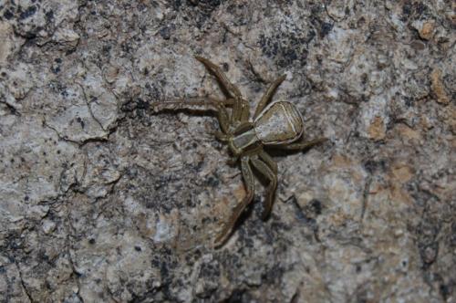 Réf. 194 213 : Xysticus ulmi