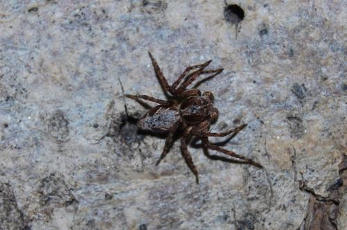 Réf. 194 271 : Oxyopes sp.