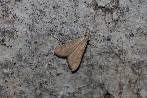 Réf. 194 220 : Antigastra catalaunalis