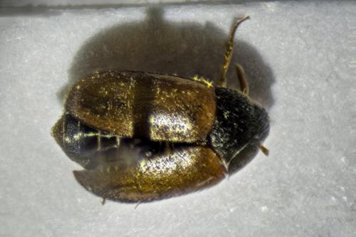 Réf. 194 291 : Macroscope sp.