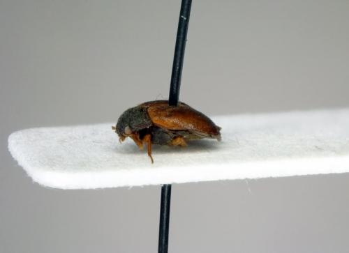 Attagenus smirnovi