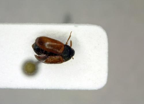 Attagenus smirnovi