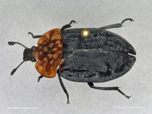 Réf. 194 467 : Oiceoptoma thoracicum