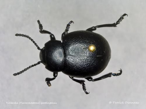 Timarcha goettingensis