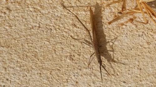 Réf. 194 009 : Acrida ungarica mediterranea