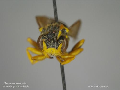 Réf. 194 336 : Macroscope sp.
