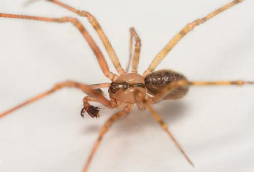 Nesticus cellulanus