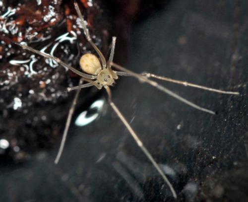 Réf. 194 407 : Spermophora senoculata