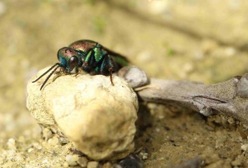 Hedychrum rutilans