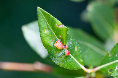 Iteomyia major