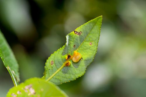 Iteomyia major