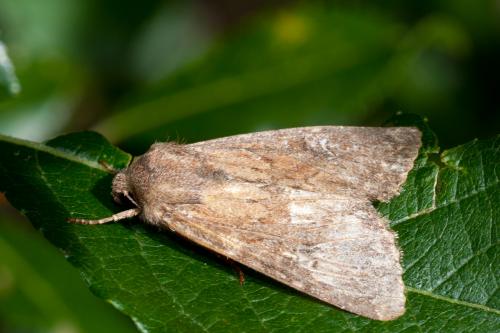 Apamea lateritia